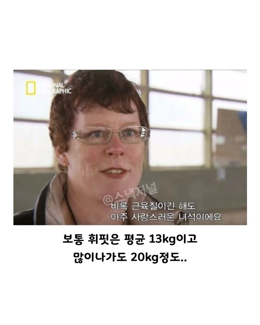 거대 휘핏 증후군에 걸린 댕댕이... - 이미지 4