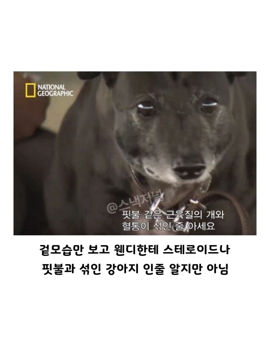 거대 휘핏 증후군에 걸린 댕댕이... - 이미지 5