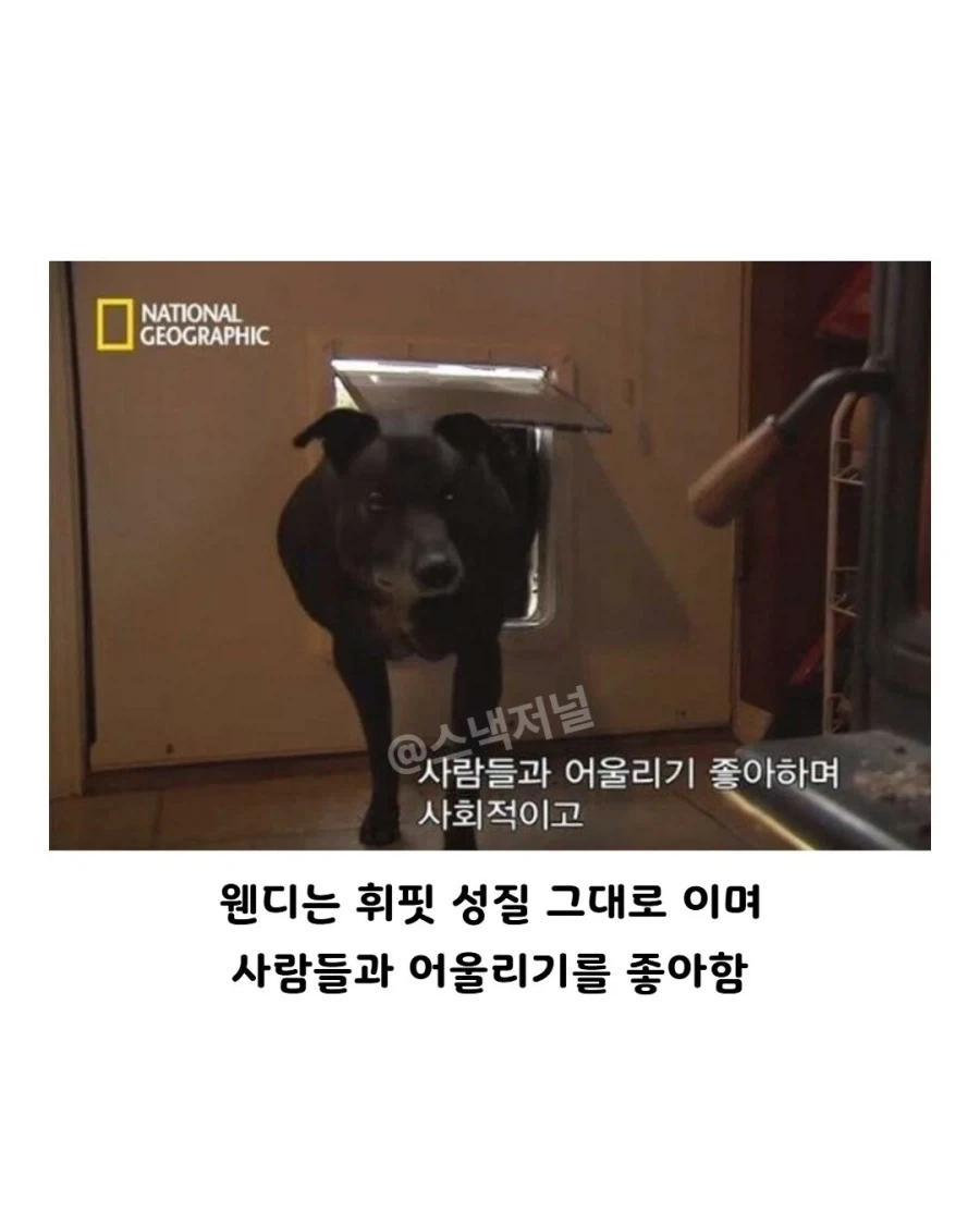 거대 휘핏 증후군에 걸린 댕댕이... - 이미지 6