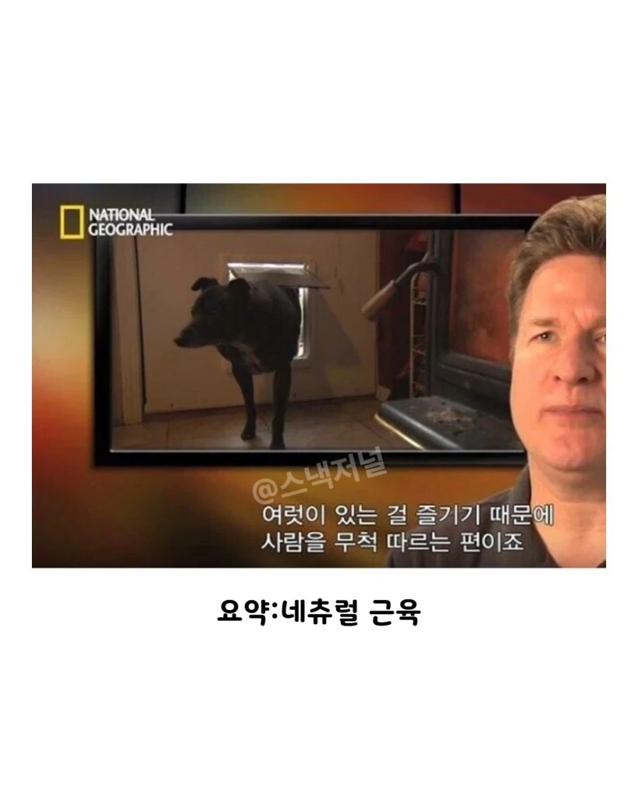 거대 휘핏 증후군에 걸린 댕댕이... - 이미지 7
