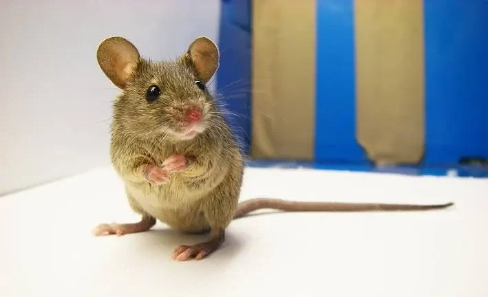 코노방구미와가 뭐야?