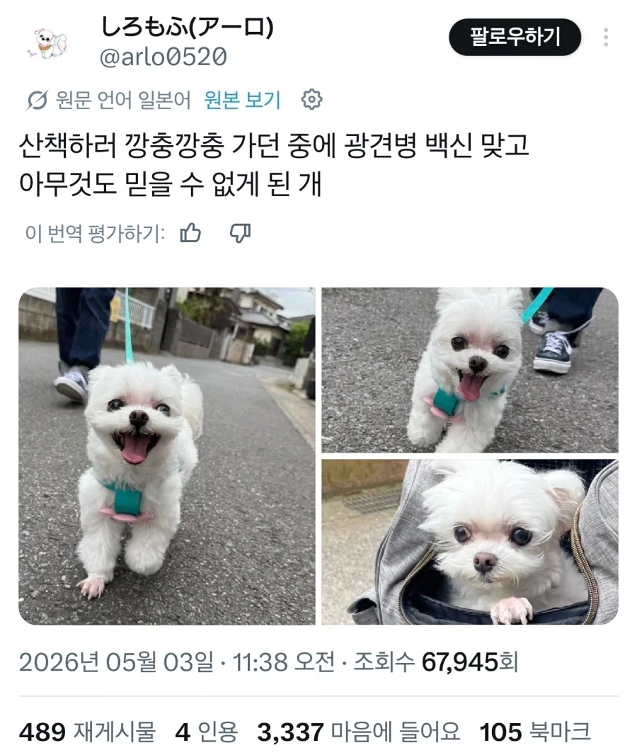 인간을 믿을 수 없게 되버린 강아지.jpg