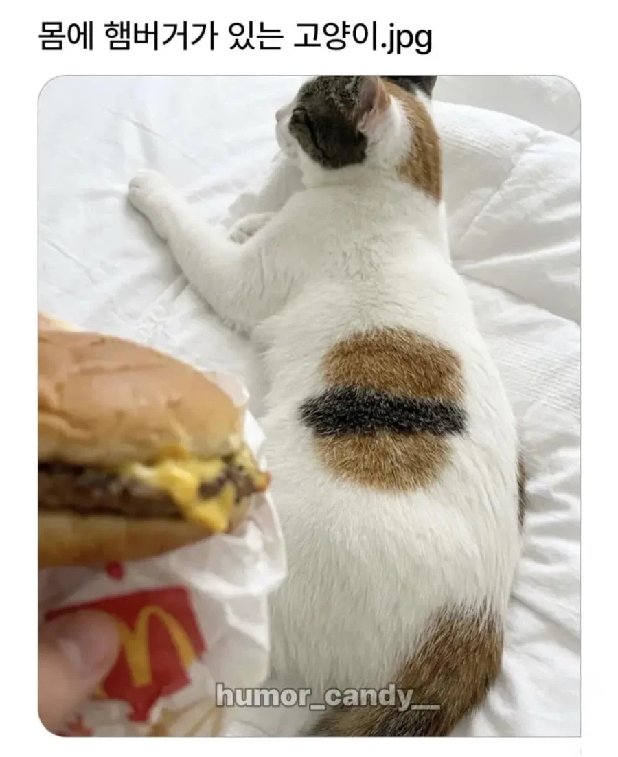 몸에 햄버거가 있는 고양이.jpg