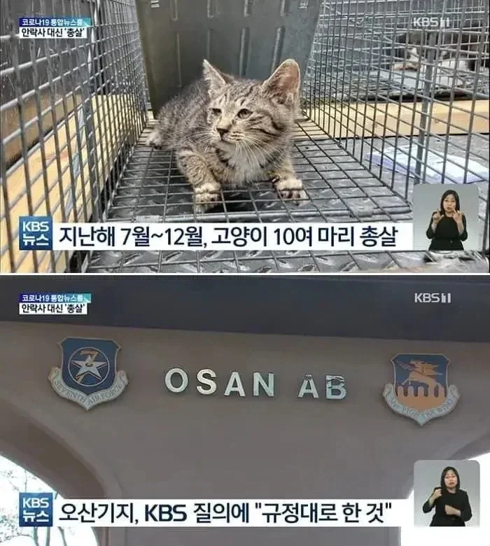 주한미군의 길고양이 해결법
