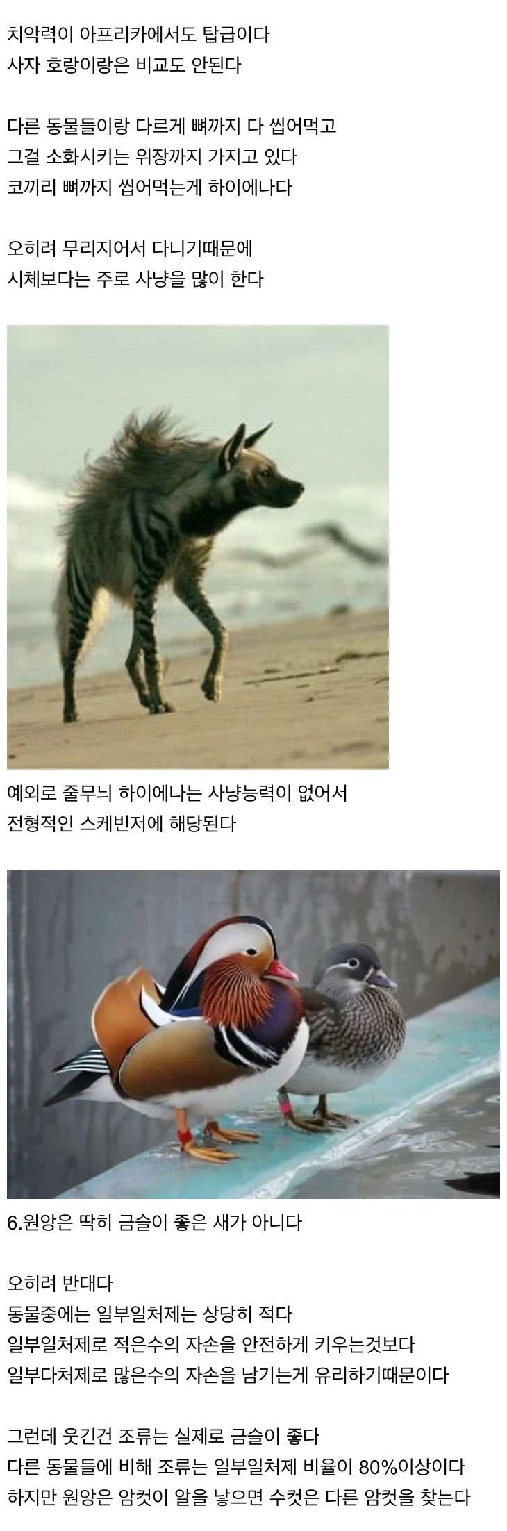 신기한 동물 지식 10가지