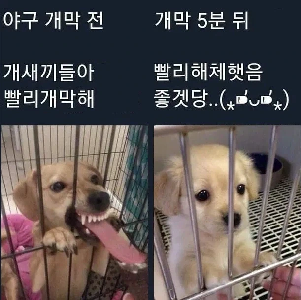 뭔가 요상한 야구팬 짤