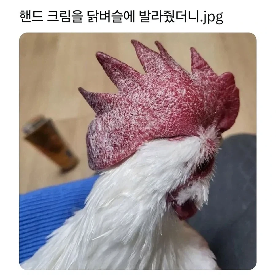 핸드 크림을 닭벼슬에 발라줬더니