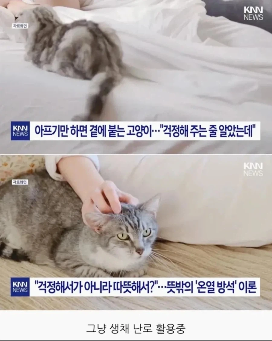 아프기만 하면 곁에 붙는 고양이…"걱정해 주는 줄 알았는데"