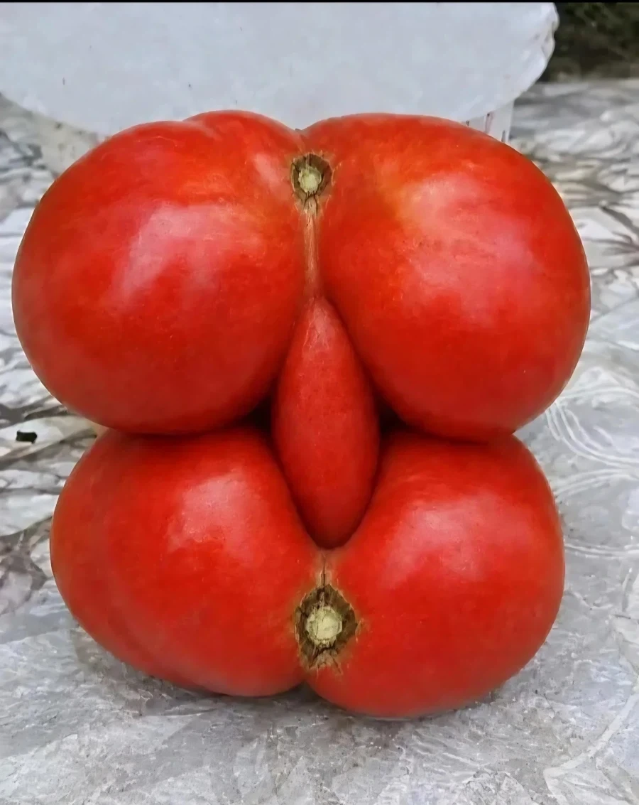 레딧에서 발견한 평범한 토마토짤
