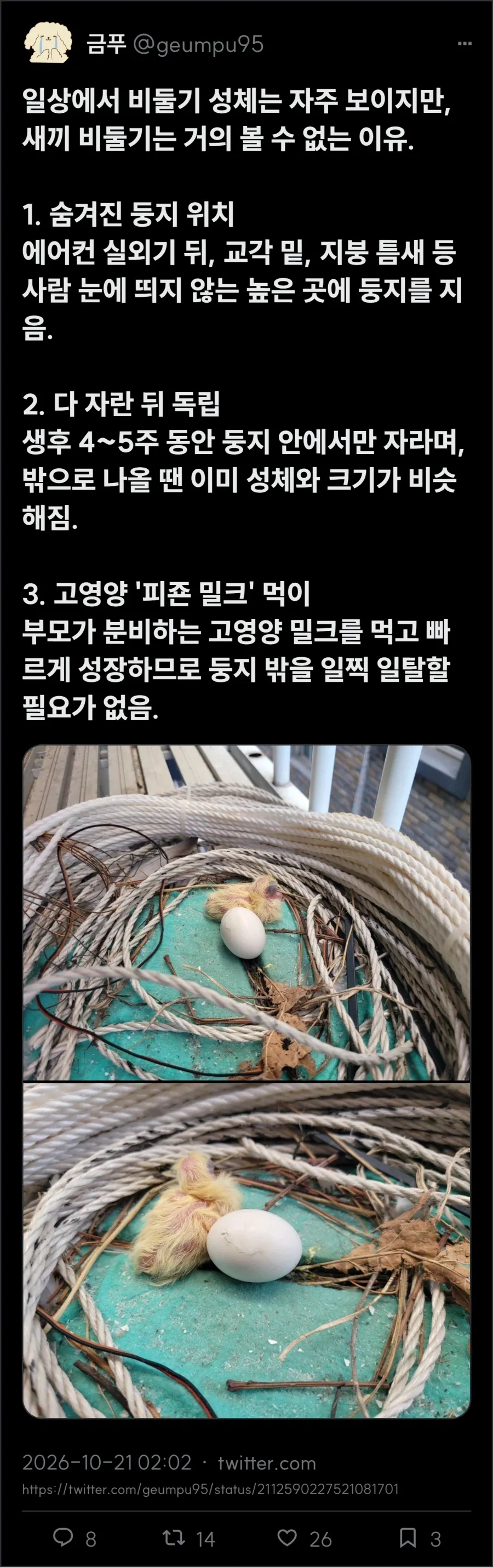 둘기씨는 다리아프면 털썩 주저 앉는다 - 이미지 2