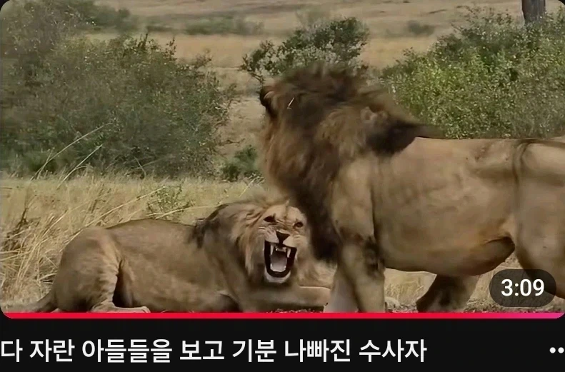 사자가 인정사정 없는 동물인 이유
