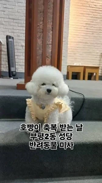 동물들도 축복받을 수 있는 종교 - 이미지 4