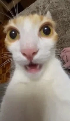 늑구도 잡히고 부캉이는 갔는데