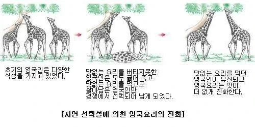 국내 무슬림 노동자와 자연 선택설.png - 이미지 3