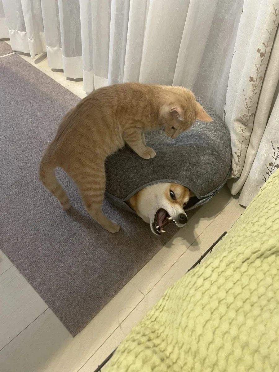 시바이누 특
