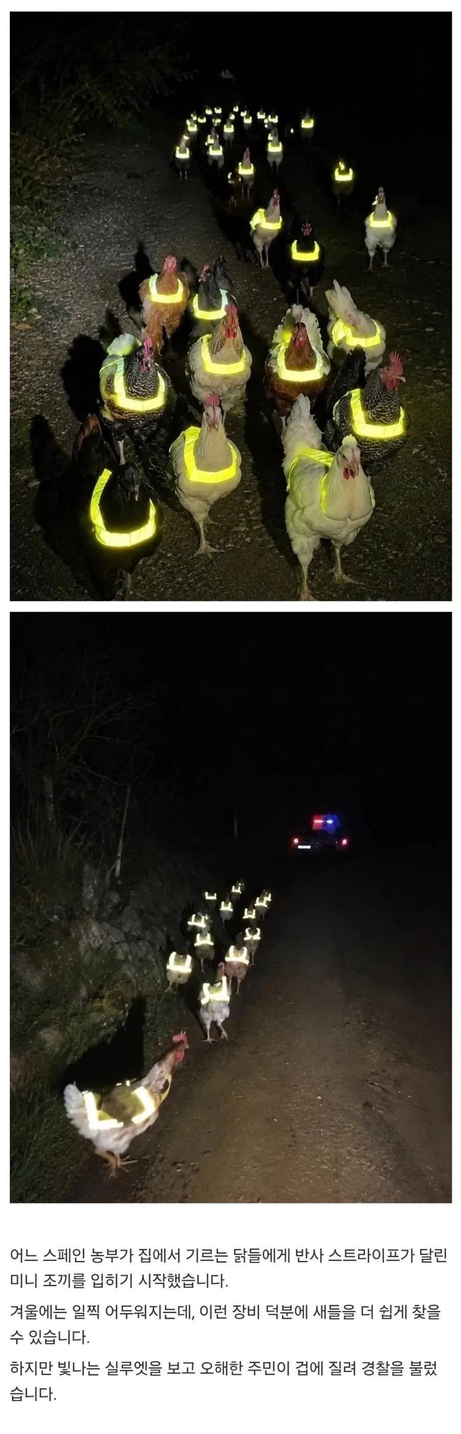 밤에 집 나간 닭 쉽게 찾는 방법