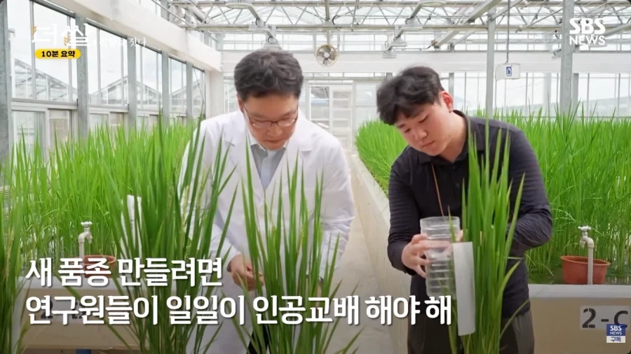 사람들이 잘 모르는 벼 품종개발의 진실