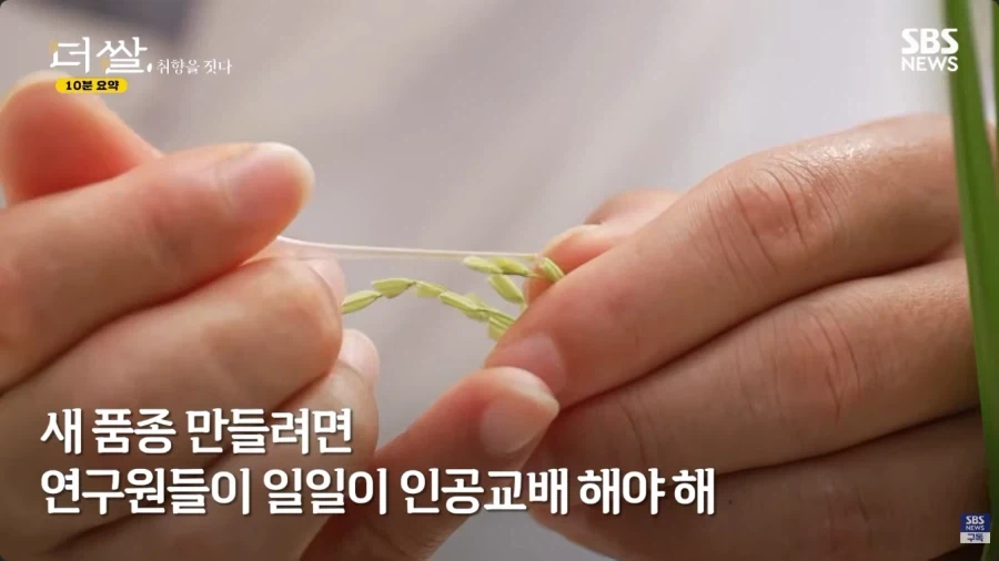 사람들이 잘 모르는 벼 품종개발의 진실 - 이미지 2