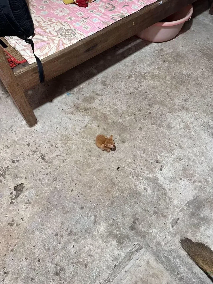 새끼 고양이들 특징
