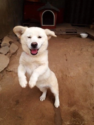전 개에요