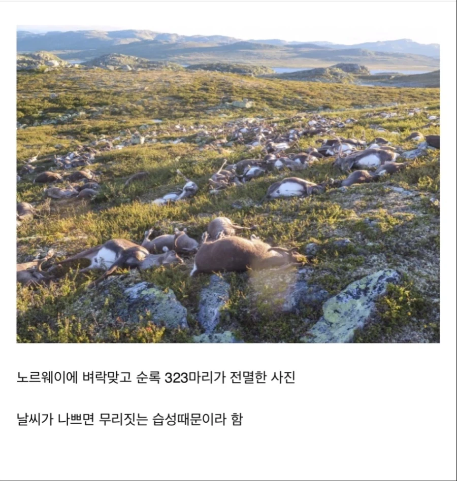 체인라이트닝을 맞은 노루