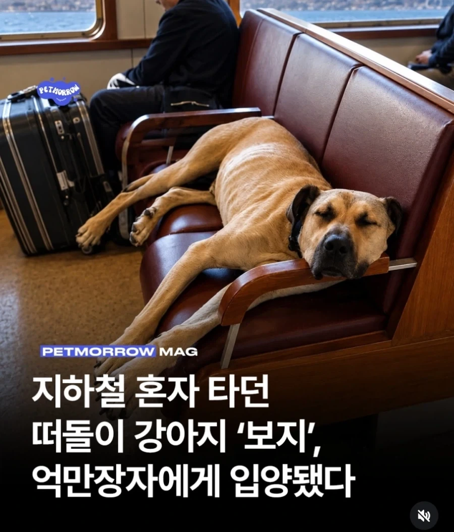 떠돌이 개 ＇보지＇ 억만장자에 입양됐다
