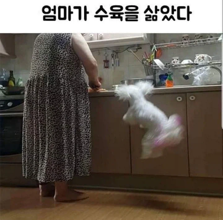 귀여운 댕댕이 짤ㅋㅋㅋㅋㅋ