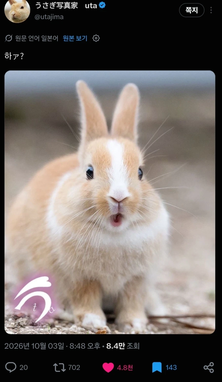 일본 토끼섬 전속 프로 사진사 특 - 이미지 2