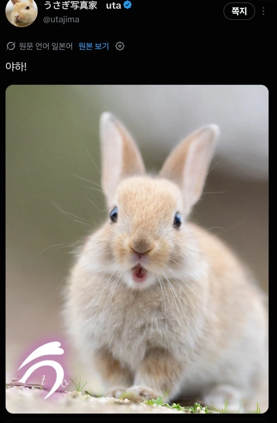 일본 토끼섬 전속 프로 사진사 특 - 이미지 4