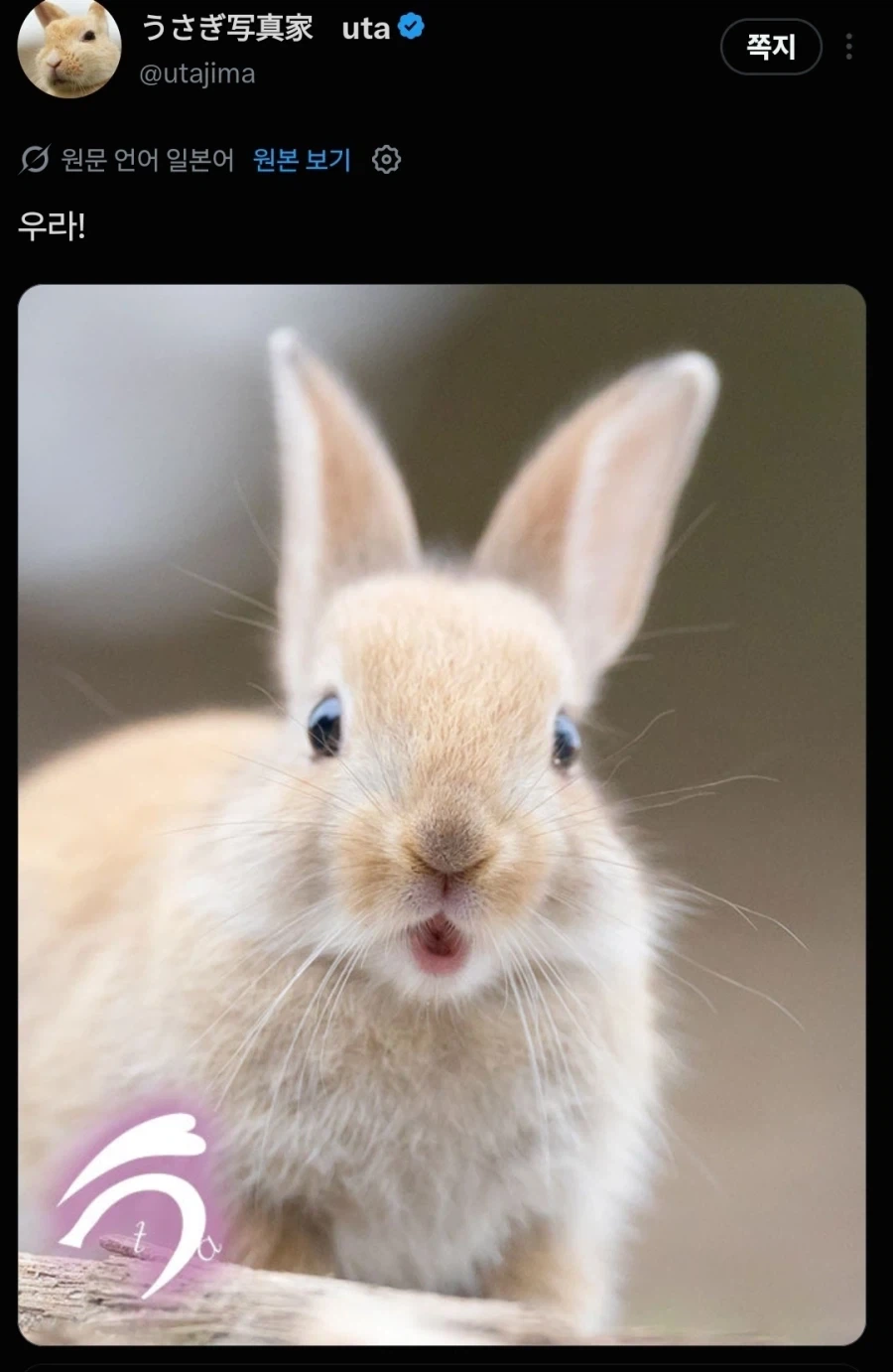 일본 토끼섬 전속 프로 사진사 특 - 이미지 5