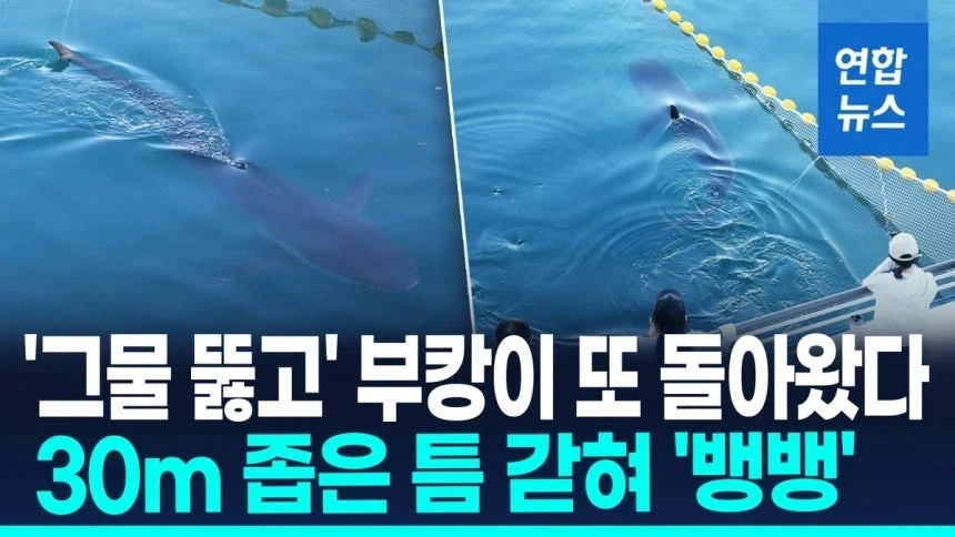 자강두천