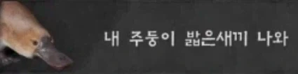 흔한 붉은사막 반려동물 이름들 - 이미지 2