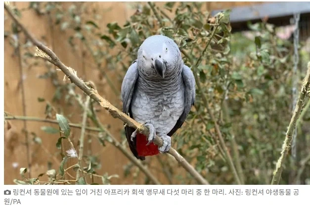 욕하던 앵무새들을 격리조치한 동물원.jpg - 이미지 2