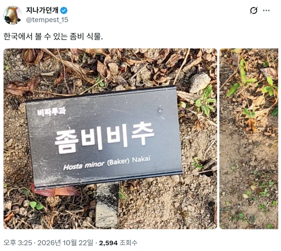 모든 사람들이 보자마자 추천 주는 식물.jpg
