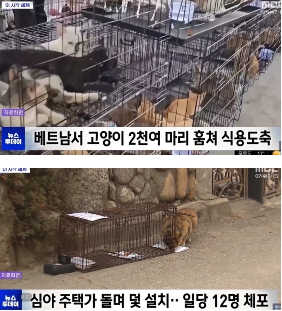 베트남 길고양이들 상황