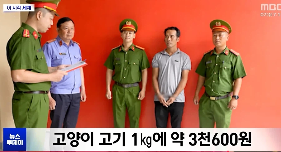 베트남 길고양이들 상황 - 이미지 2