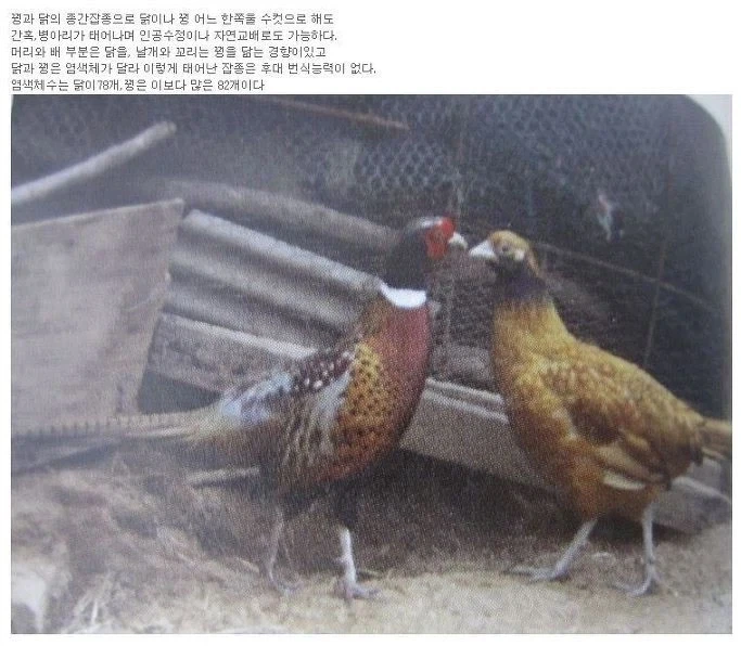 꿩닭 - 이미지 2