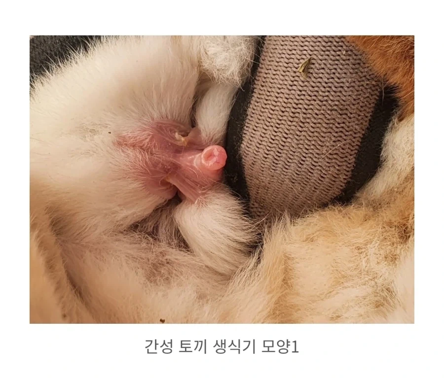 임신이 안되는 토끼 - 이미지 2