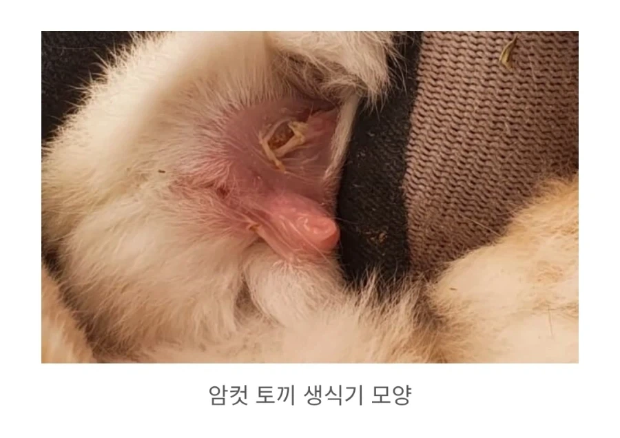 임신이 안되는 토끼 - 이미지 3