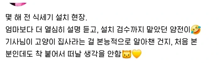식기세척기 설치 구경하는 고양이