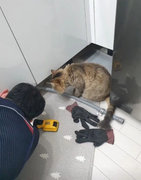 식기세척기 설치 구경하는 고양이 - 이미지 2