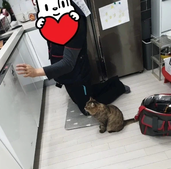 식기세척기 설치 구경하는 고양이 - 이미지 4