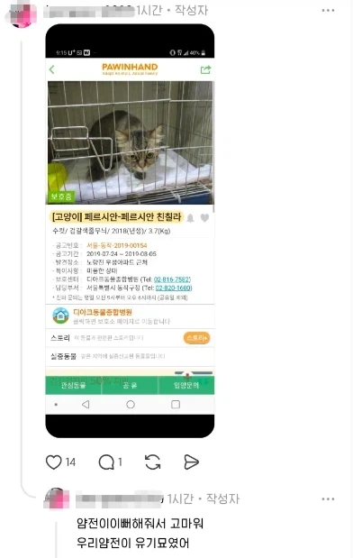 식기세척기 설치 구경하는 고양이 - 이미지 5