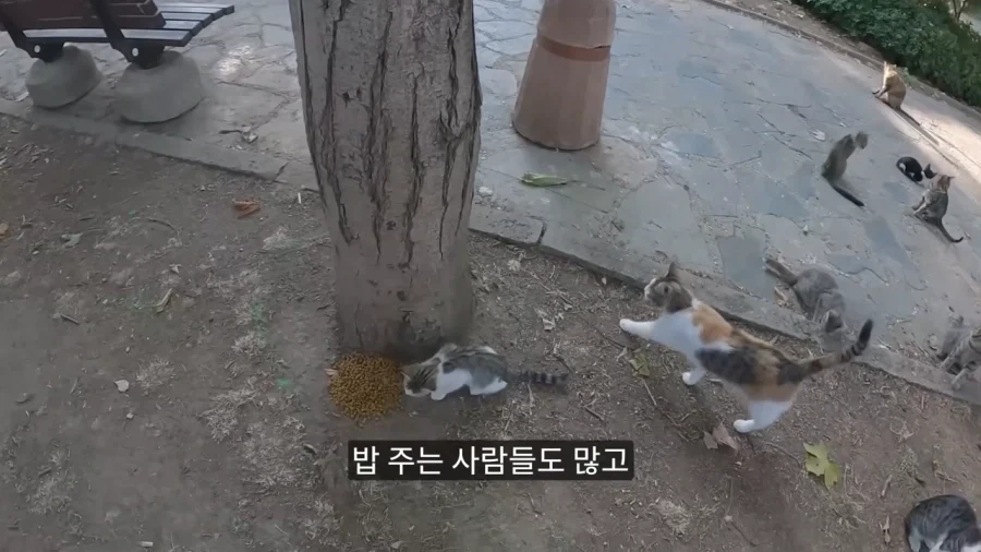튀르키예 공원에 비둘기가 없는 이유.jpg