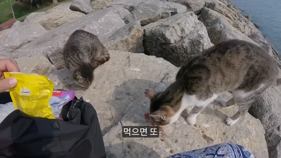 튀르키예 공원에 비둘기가 없는 이유.jpg - 이미지 2