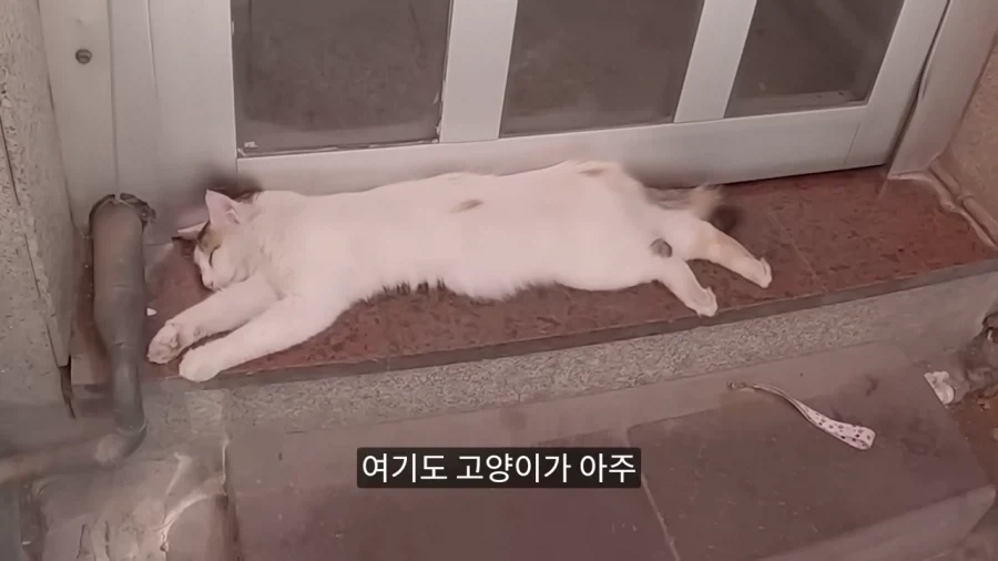 튀르키예 공원에 비둘기가 없는 이유.jpg - 이미지 3