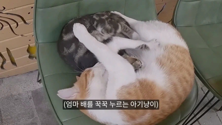 튀르키예 공원에 비둘기가 없는 이유.jpg - 이미지 4