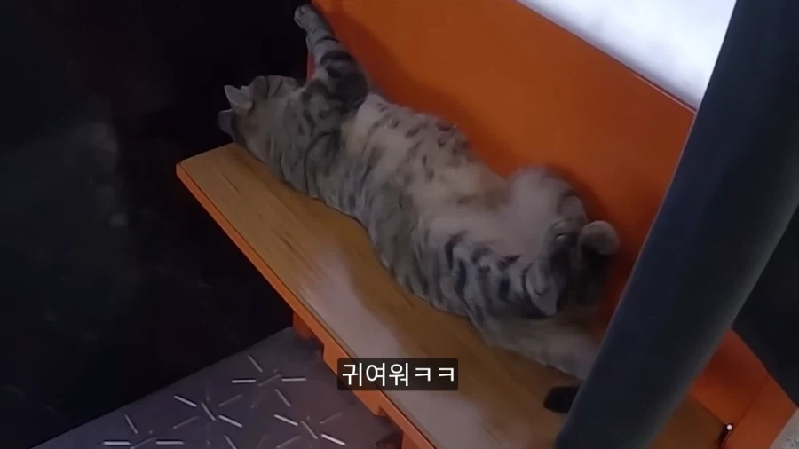 튀르키예 공원에 비둘기가 없는 이유.jpg - 이미지 5