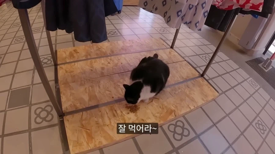 튀르키예 공원에 비둘기가 없는 이유.jpg - 이미지 7
