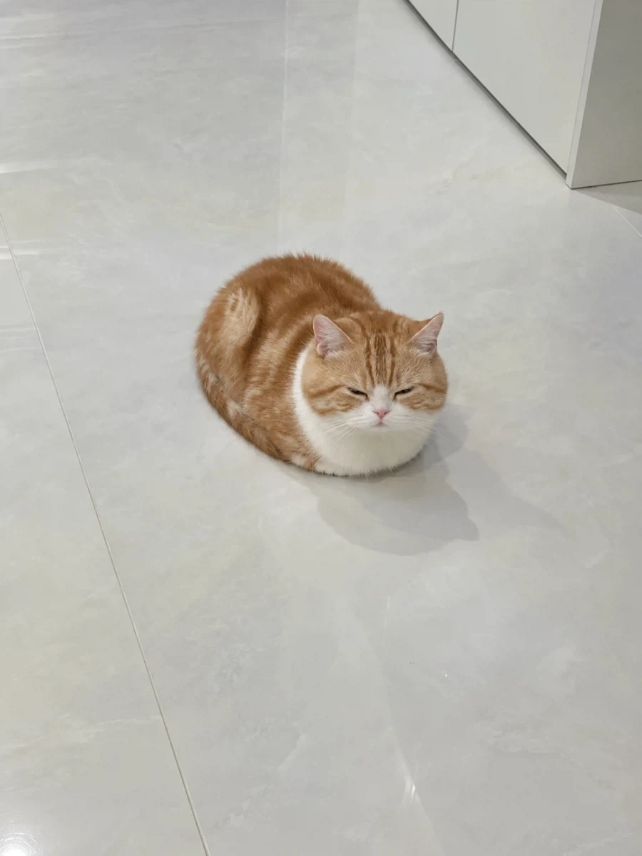식빵냥...
